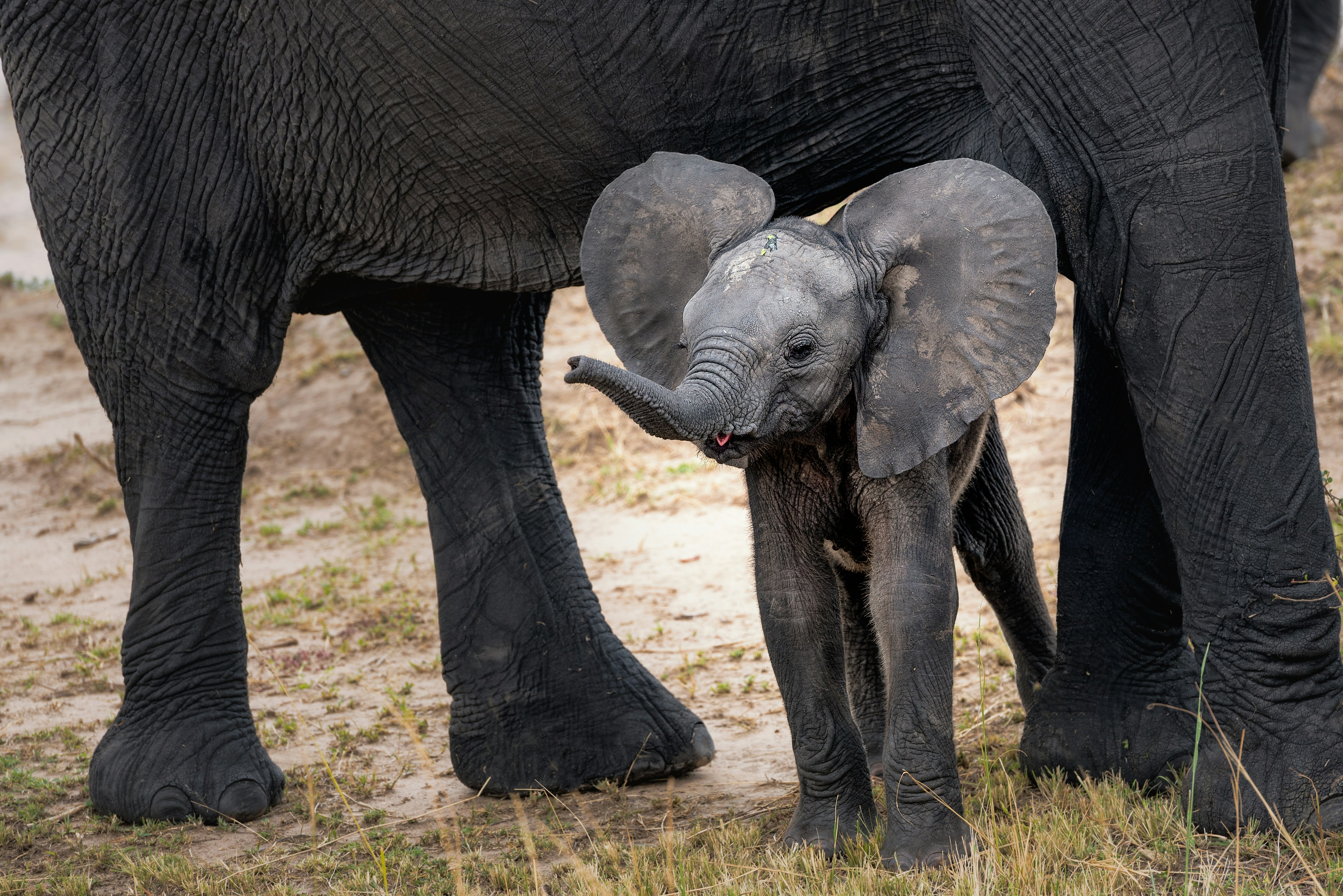 Wildlife Protection