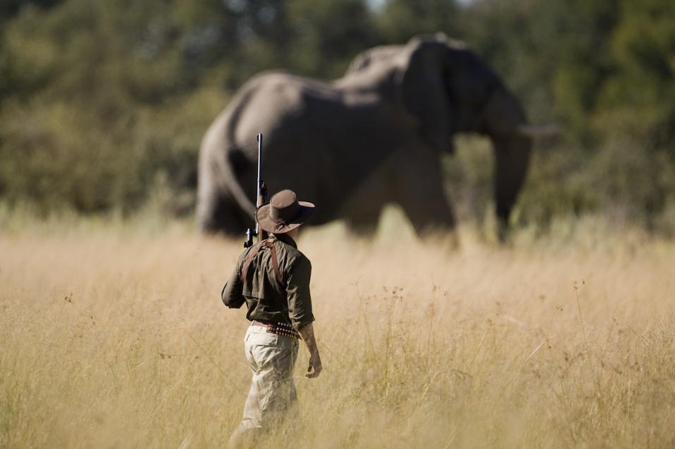 Elephant in Maitengwe