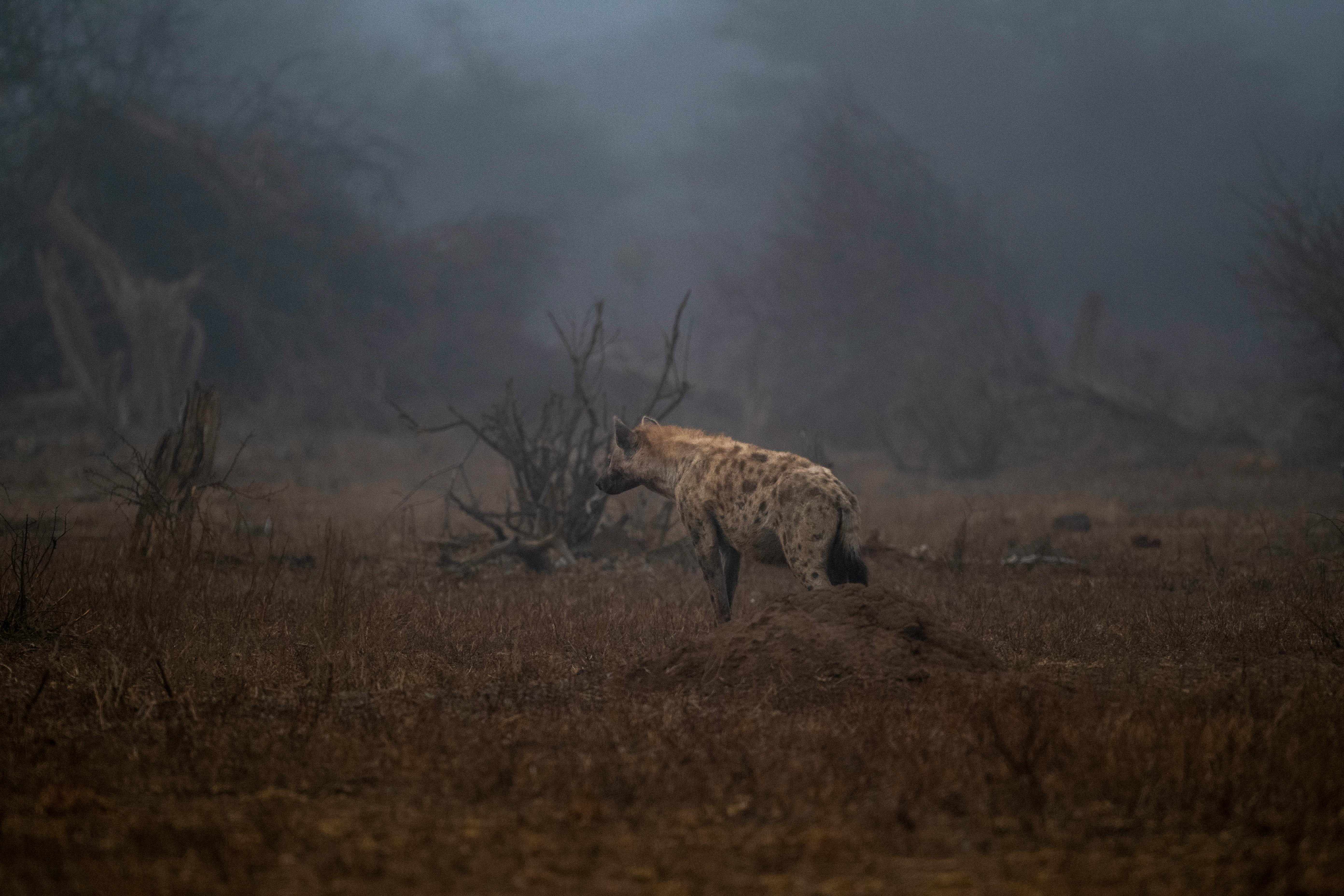 Wildlife Management