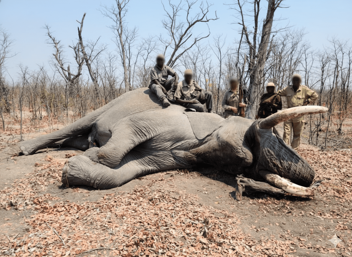 Elephant Tracking